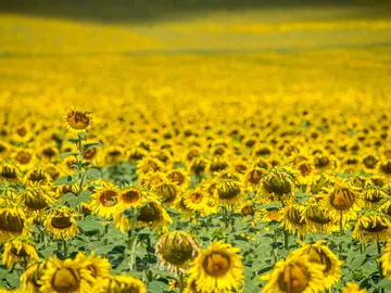 Campo de girasoles en Sevilla Campo de girasoles en Sevilla