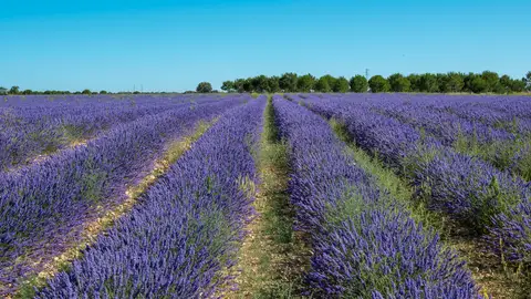 Campo de lavanda en Tiedra (Valladolid) Campo de lavanda en Tiedra (Valladolid)