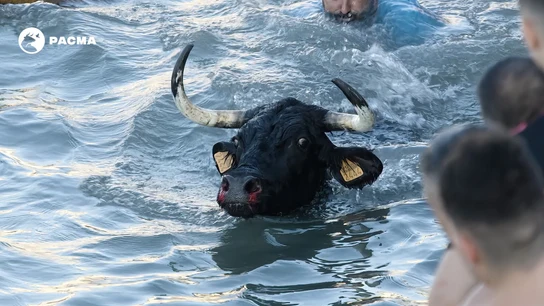 Un toro en el agua durante los festejos de 'Bous a la Mar', en una imagen de archivo. Un toro en el agua durante los festejos de 'Bous a la Mar', en una imagen de archivo.