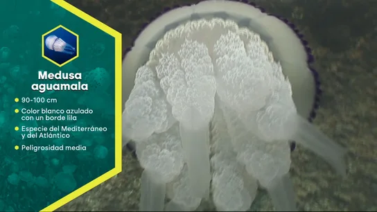 Así es la medusa aguamala. Así es la medusa aguamala.