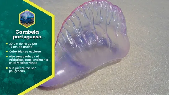 Así es la medusa aguamala. Así es la medusa aguamala.