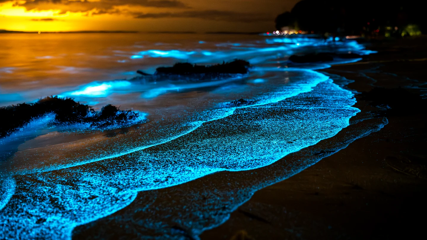 Playa con bioluminiscencia o mar de ardora Playa con bioluminiscencia o mar de ardora