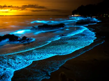 Playa con bioluminiscencia o mar de ardora Playa con bioluminiscencia o mar de ardora