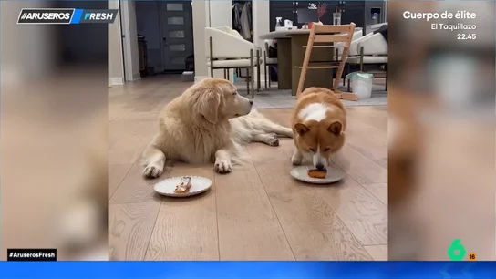 Así reaccionan un Corgi y un Golden cuando su dueña les pide que no se coman el salmón... y después se va Así reaccionan un Corgi y un Golden cuando su dueña les pide que no se coman el salmón... y después se va