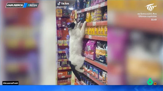 El divertido viral del gato que escala la estantería de un super para 'robar' su producto favorito El divertido viral del gato que escala la estantería de un super para 'robar' su producto favorito