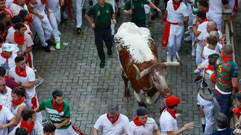Uno de los cabestros del segundo encierro de San Fermín de 2025 Uno de los cabestros del segundo encierro de San Fermín de 2025