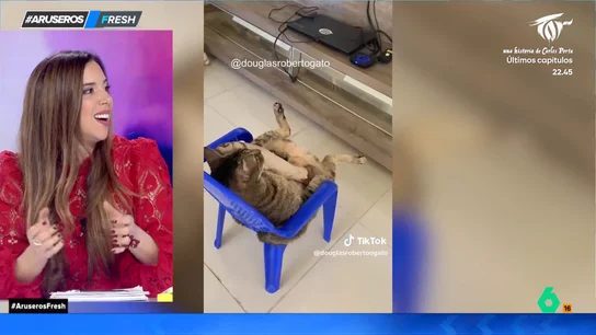La cómica postura de un gato mientras disfruta viendo 'El Rey León' en su sofá La cómica postura de un gato mientras disfruta viendo 'El Rey León' en su sofá