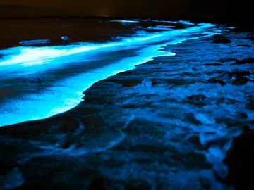 Playa bioluminiscente, mar de ardora Playa bioluminiscente, mar de ardora