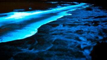 Playa bioluminiscente, mar de ardora