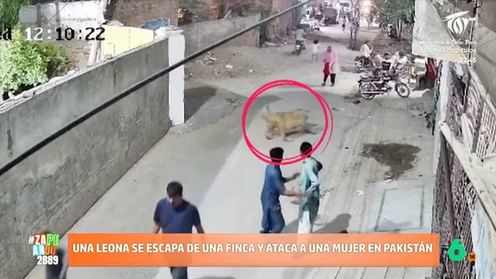 Una leona se escapa de una finca y ataca a una mujer en Pakistán: "Solo quiere jugar con su cabeza" Una leona se escapa de una finca y ataca a una mujer en Pakistán: "Solo quiere jugar con su cabeza"