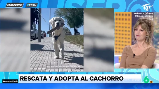 El perrito que fue rescatado tras ser abandonado y encontró a su nueva familia: conoce la historia El perrito que fue rescatado tras ser abandonado y encontró a su nueva familia: conoce la historia