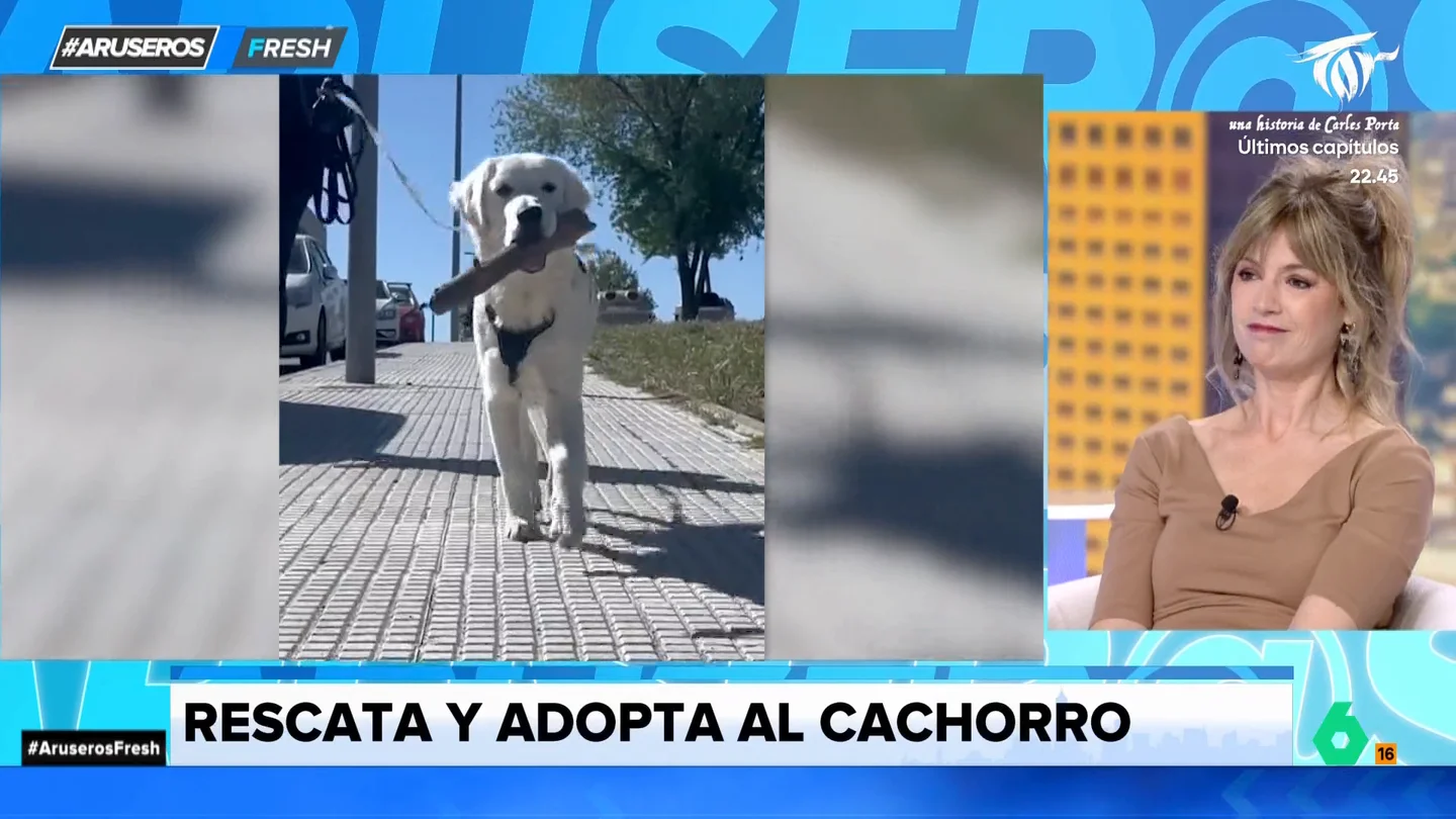 El perrito que fue rescatado tras ser abandonado y encontró a su nueva familia: conoce la historia El perrito que fue rescatado tras ser abandonado y encontró a su nueva familia: conoce la historia