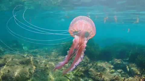 Medusa Pelagia Noctiluca Medusa Pelagia Noctiluca