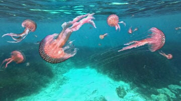 Medusas Pelagia Noctiluca