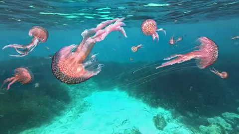 Medusas Pelagia Noctiluca Medusas Pelagia Noctiluca