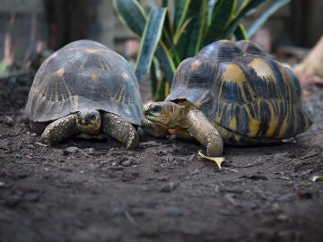 Tortugas de tierra