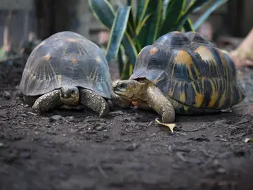 Tortugas de tierra Tortugas de tierra
