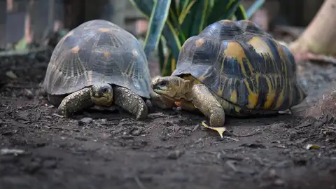 Tortugas de tierra Tortugas de tierra