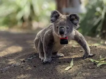 Koala Koala
