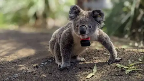 Koala Koala