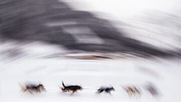 Perros en trineo