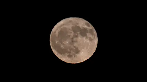 Luna de Ciervo en California Luna de Ciervo en California