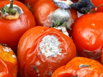 Tomates podridos
