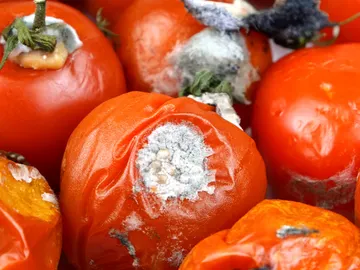 Tomates podridos Tomates podridos