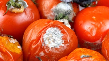 Tomates podridos