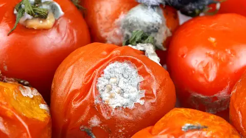 Tomates podridos Tomates podridos