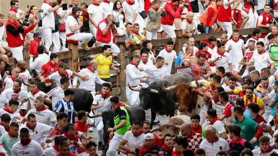 Los toros de Miura, en el último encierro de San Fermín de 2025 Los toros de Miura, en el último encierro de San Fermín de 2025