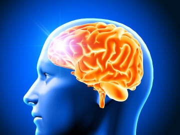 Representaci&oacute;n del cerebro