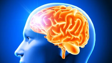 Representación del cerebro