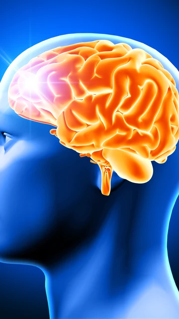 Representación del cerebro