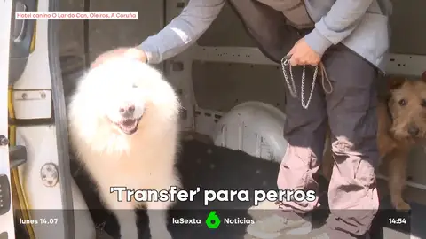 transfer-perro transfer-perro