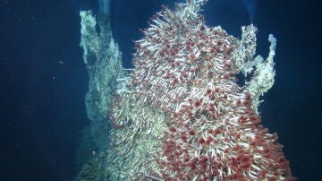 Microbios submarinos