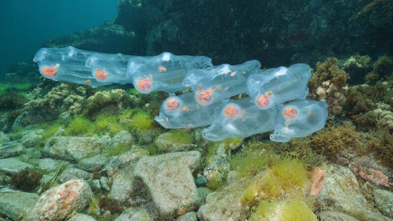 Parecen medusas, pero no lo son: así son las salpas, la nueva plaga que esta apareciendo en las costas españolas