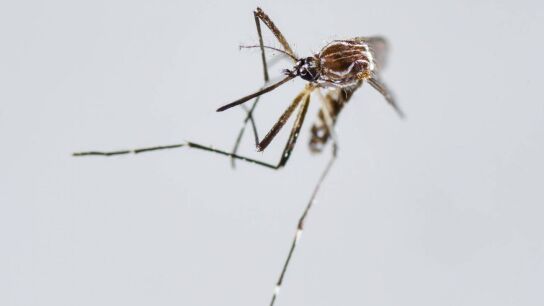 Aedes Aegypti, principal vector para la transmisi&oacute;n de dengue y chikungu&ntilde;a