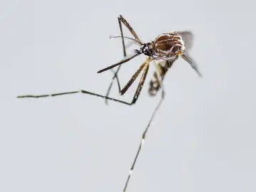 Aedes Aegypti, principal vector para la transmisión de dengue y chikunguña Aedes Aegypti, principal vector para la transmisión de dengue y chikunguña