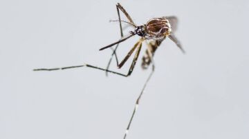 Aedes Aegypti, principal vector para la transmisión de dengue y chikunguña