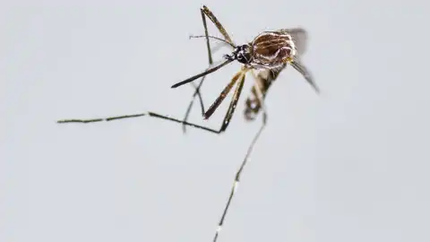 Aedes Aegypti, principal vector para la transmisión de dengue y chikunguña Aedes Aegypti, principal vector para la transmisión de dengue y chikunguña