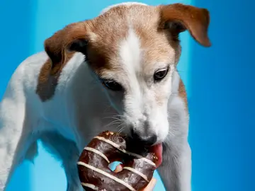 Estos alimentos que consideras normales pueden ser terribles para tu perro Estos alimentos que consideras normales pueden ser terribles para tu perro