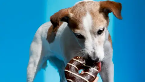 Estos alimentos que consideras normales pueden ser terribles para tu perro Estos alimentos que consideras normales pueden ser terribles para tu perro