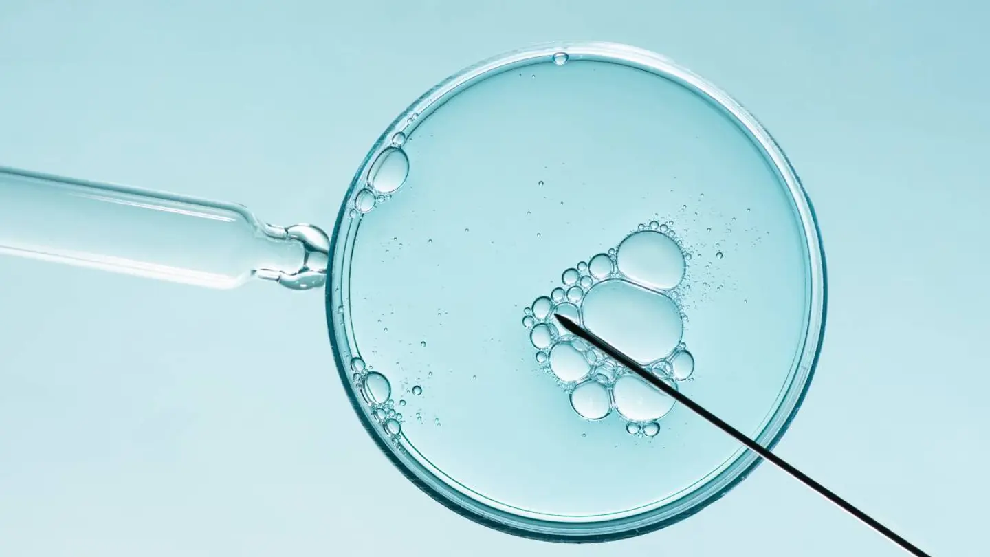 Un óvulo Los óvulos humanos ralentizan el reciclaje celular para proteger su calidad