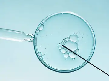 Los óvulos humanos ralentizan el reciclaje celular para proteger su calidad Los óvulos humanos ralentizan el reciclaje celular para proteger su calidad