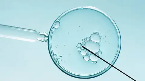 Los óvulos humanos ralentizan el reciclaje celular para proteger su calidad Los óvulos humanos ralentizan el reciclaje celular para proteger su calidad