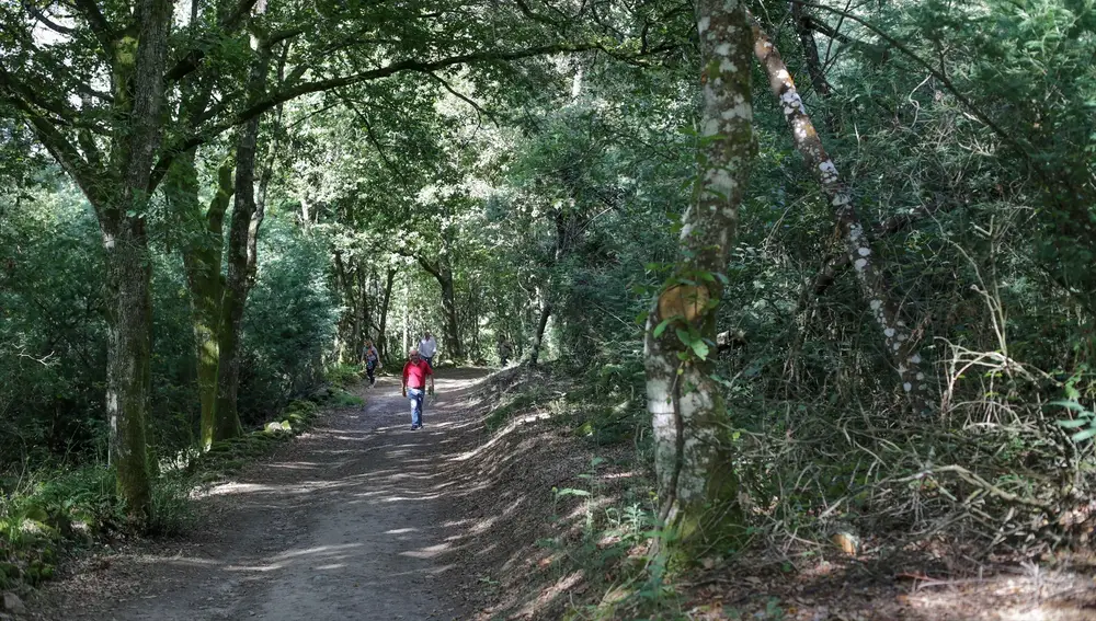 Un bosque de frondosas, en la Ribeira Sacra, a 1 de octubre de 2021,en A Cova, Saviñao, Lugo, Galicia, (España). Un bosque de frondosas, en la Ribeira Sacra, a 1 de octubre de 2021,en A Cova, Saviñao, Lugo, Galicia, (España).