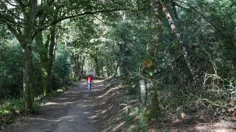 Un bosque de frondosas, en la Ribeira Sacra, a 1 de octubre de 2021,en A Cova, Saviñao, Lugo, Galicia, (España). Un bosque de frondosas, en la Ribeira Sacra, a 1 de octubre de 2021,en A Cova, Saviñao, Lugo, Galicia, (España).