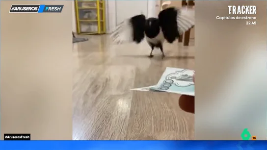 "¡Todo por la pasta!": el cuervo con 'pico de oro' que solo recoge billetes del suelo "¡Todo por la pasta!": el cuervo con 'pico de oro' que solo recoge billetes del suelo