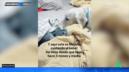Su mejor amigo y canguro: así cuida un perro del bebé recién nacido Su mejor amigo y canguro: así cuida un perro del bebé recién nacido
